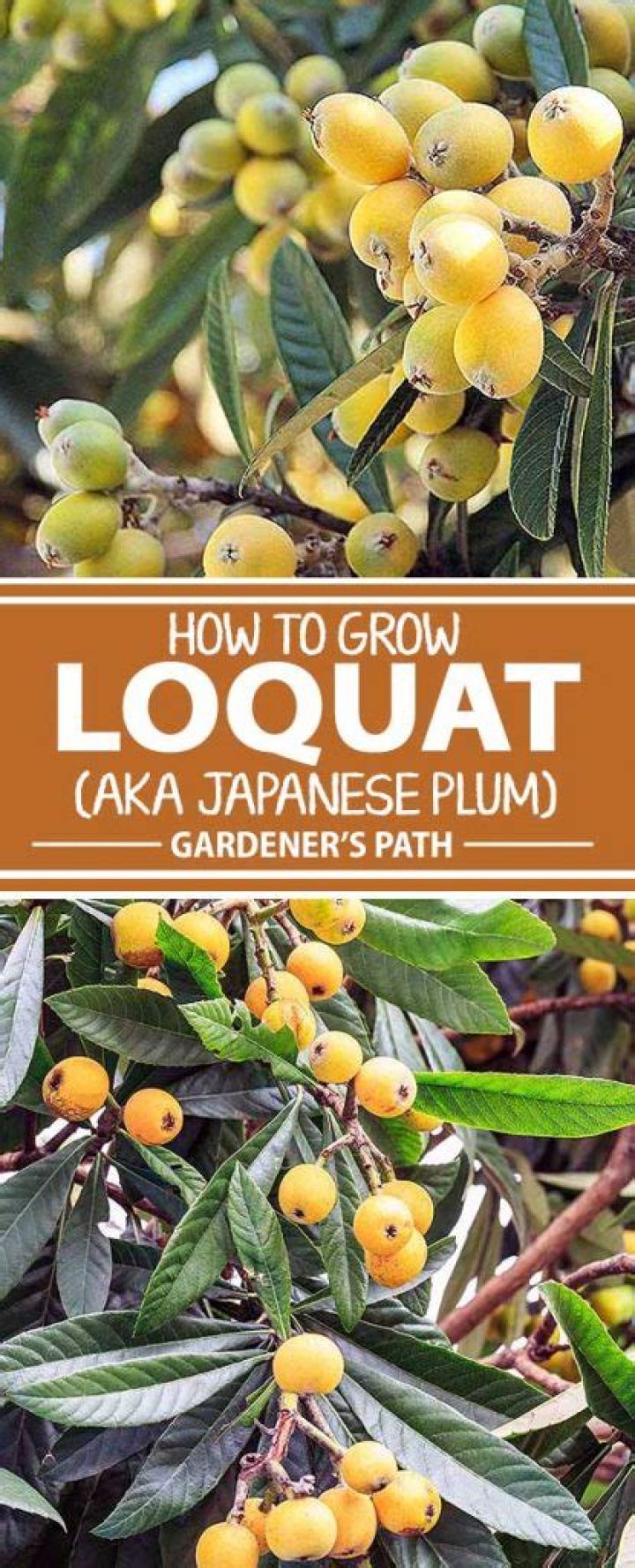 Is loquat a plum