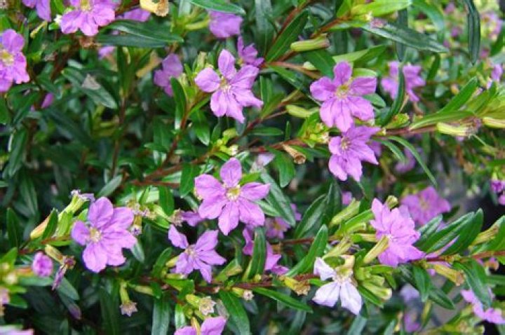 Is Mexican heather an evergreen