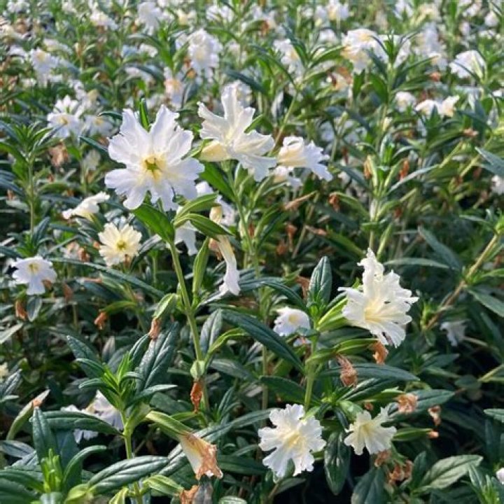 Is Mimulus Perennial