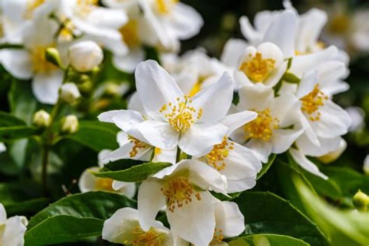 Is mock orange edible