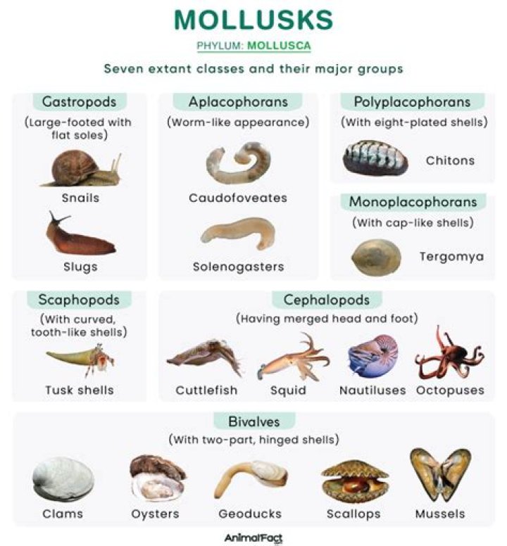 Is Mollusca multicellular