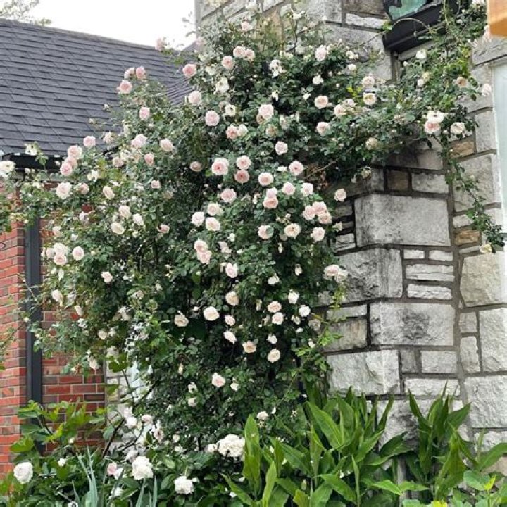 Is New Dawn a climbing rose