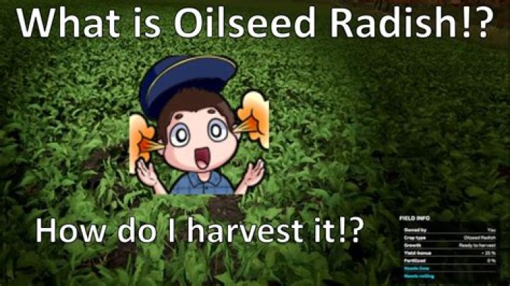 Is oilseed radish edible