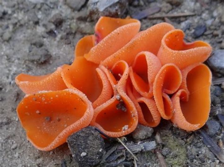 Is orange peel fungus edible