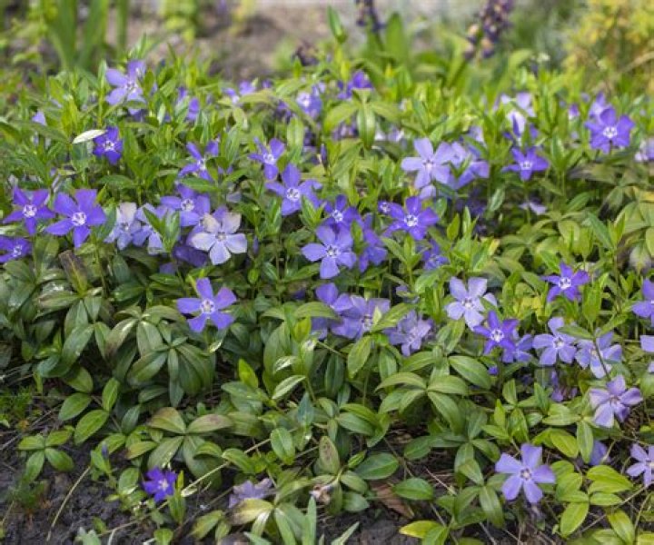 Is Periwinkle native to UK