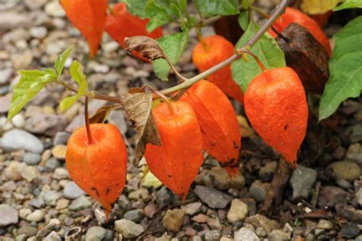 Is Physalis Alkekengi poisonous