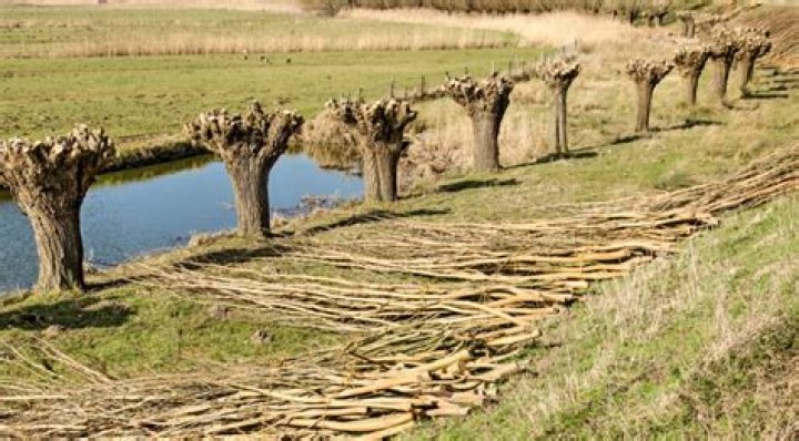 Is pollarding bad for trees