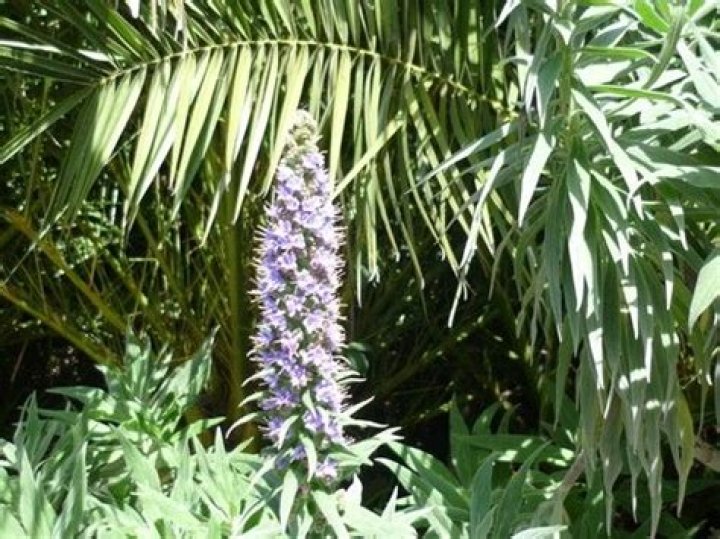 Is Pride of Madeira poisonous