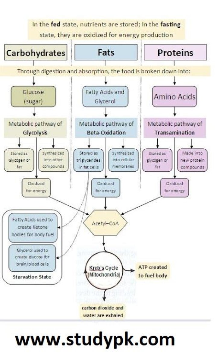 Is protein a carbohydrate