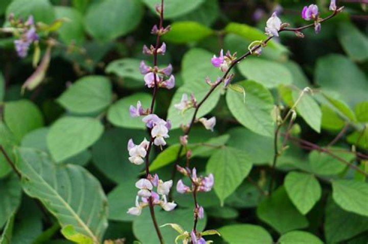 Is purple hyacinth bean invasive