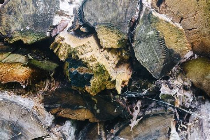 Is rotten wood good for firewood