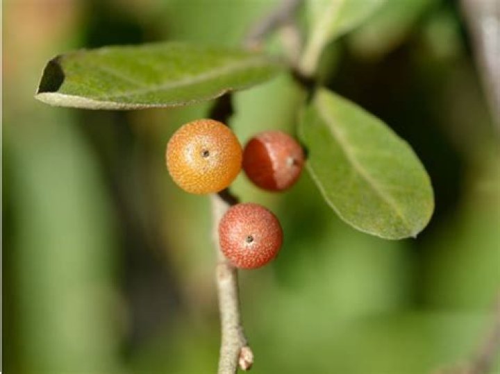 Is Russian olive the same as autumn olive
