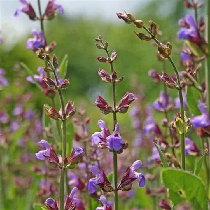 Is Sage a herb or spice