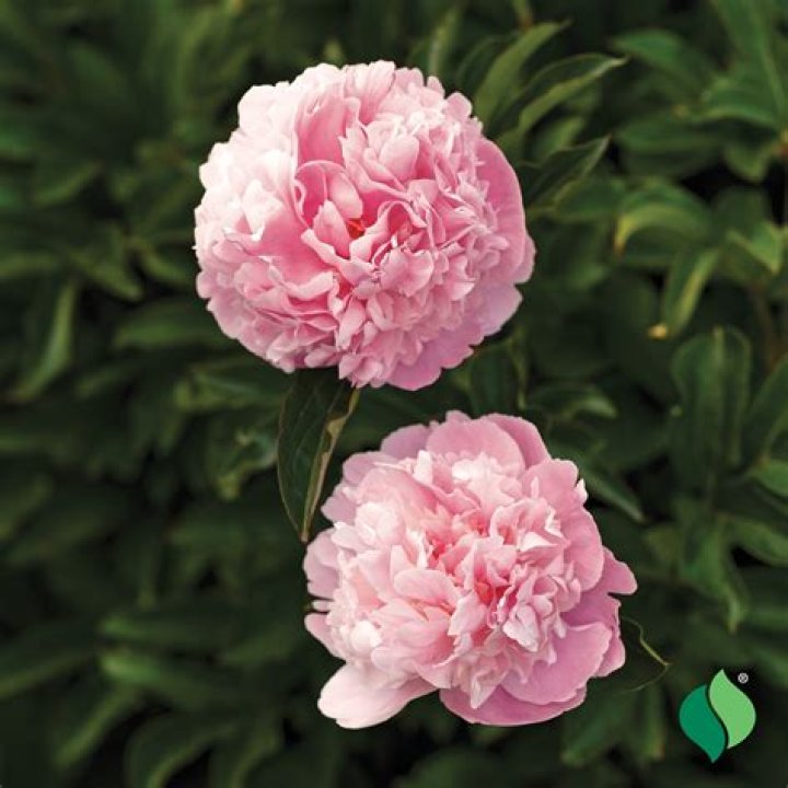 Is Sarah Bernhardt a tree peony