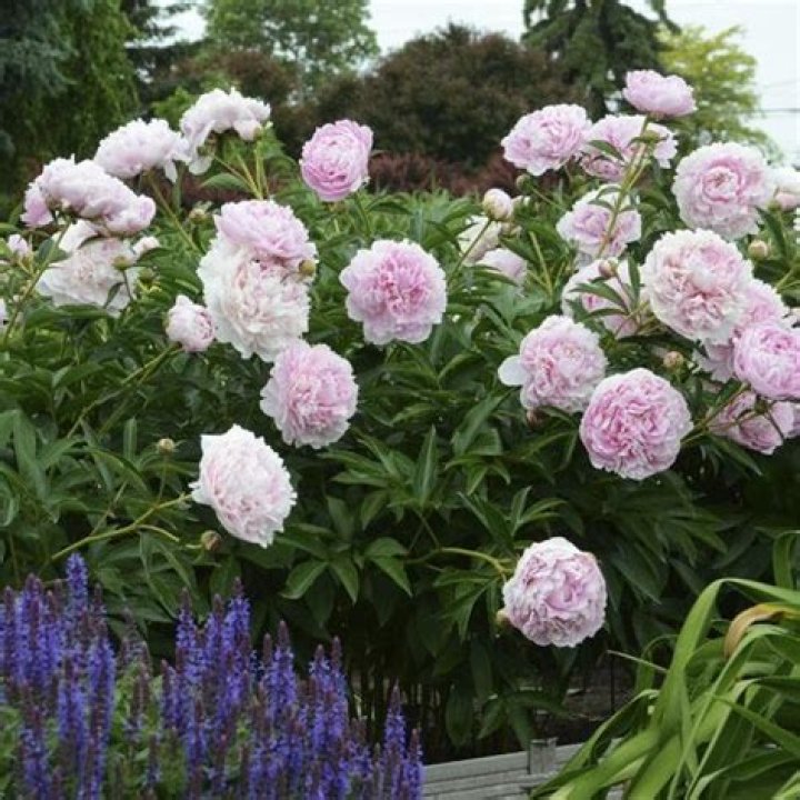 Is Sarah Bernhardt peony fragrant