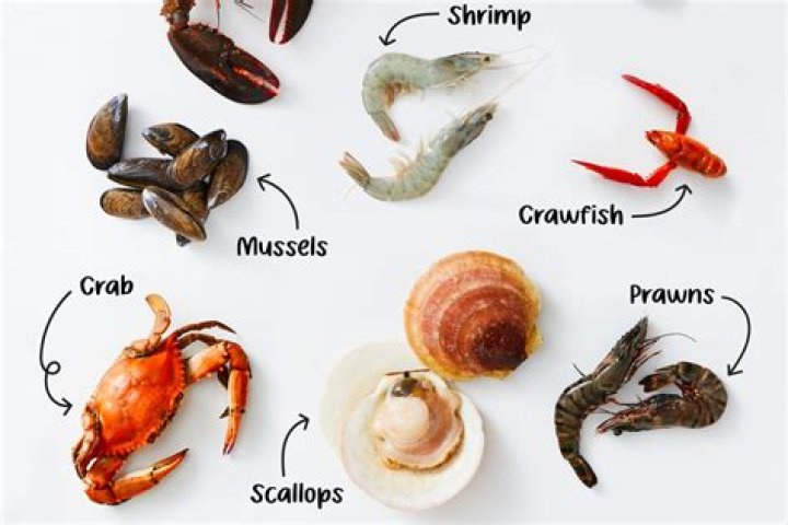 Is shellfish a good source of protein