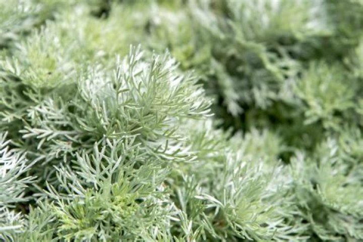 Is silver mound artemisia Evergreen