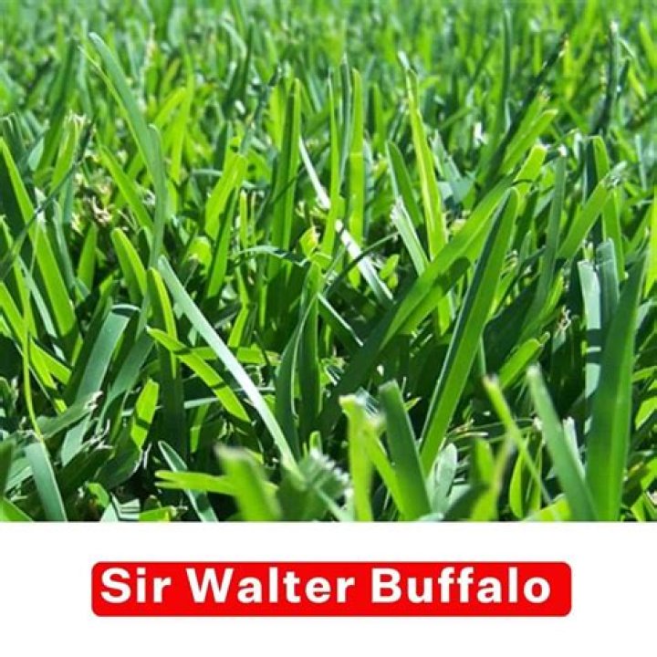 Is Sir Walter A buffalo grass
