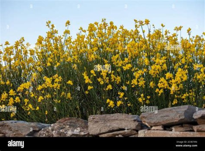 Is Spanish broom poisonous