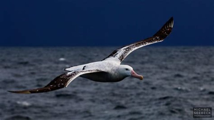 Is the albatross the largest bird