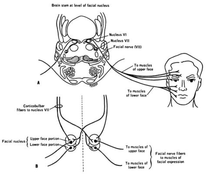 Is the facial nerve contralateral