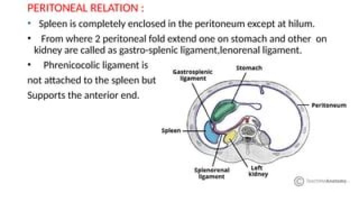 Is the spleen in the peritoneal cavity