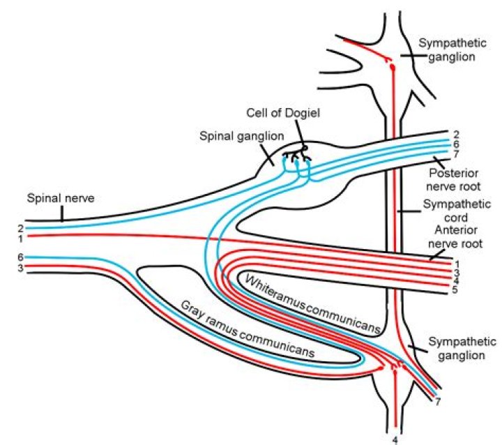 Is the ventral root part of the CNS