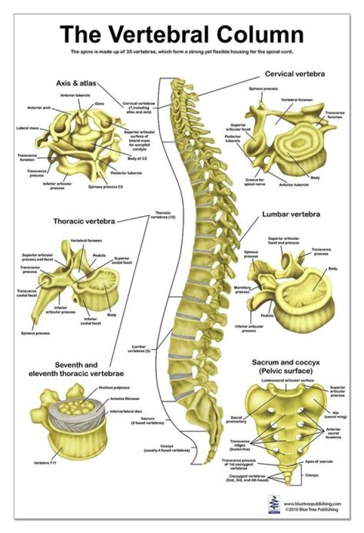 Is the vertebral column the spine