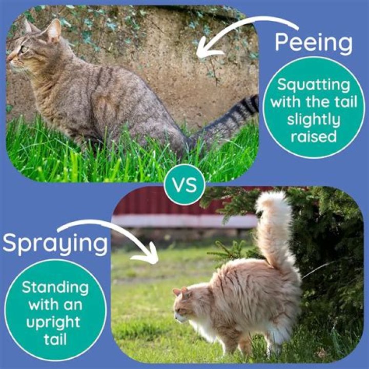 Is there a spray to deter cats from peeing