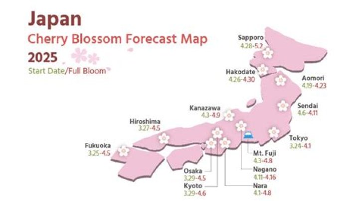 Is there cherry blossom in Kyoto now