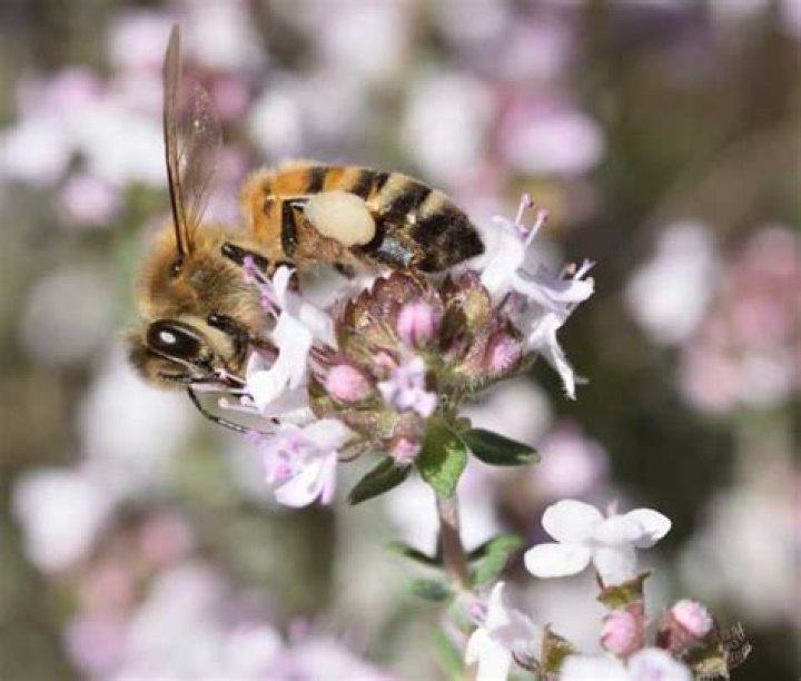 Is Thyme good for bees