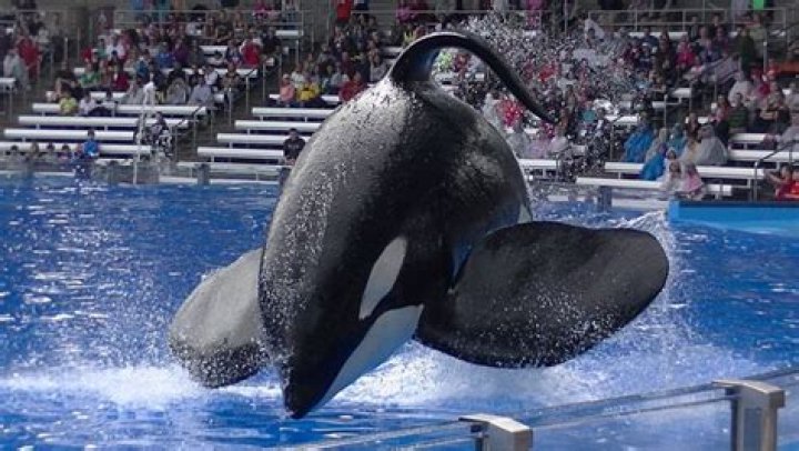 Is Tilikum still at SeaWorld 2018