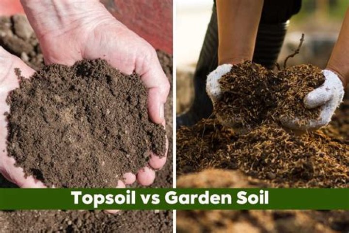 Is topsoil good for roses