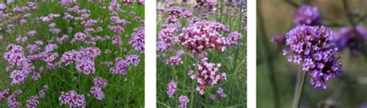 Is Verbena an herb