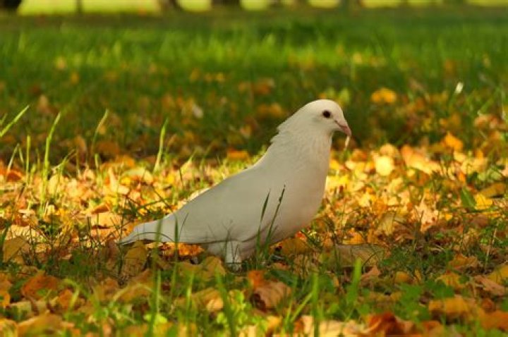 Is White Dove yellow