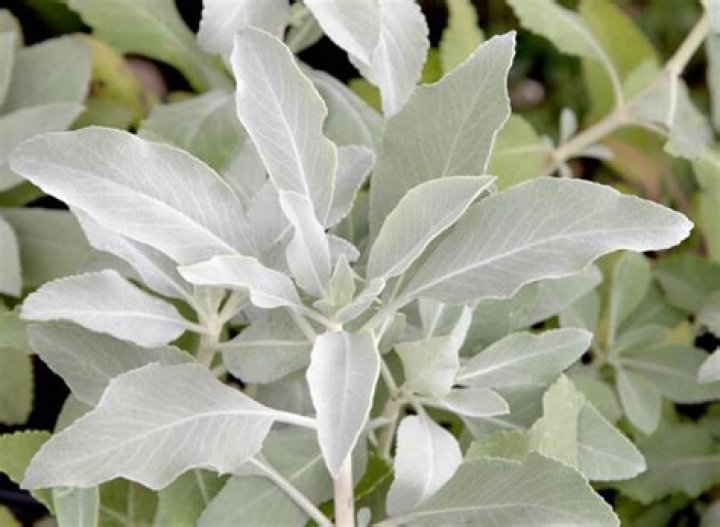 Is White Sage a perennial