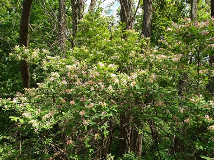 Is wild honeysuckle invasive