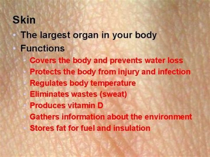 Is your skin a organ
