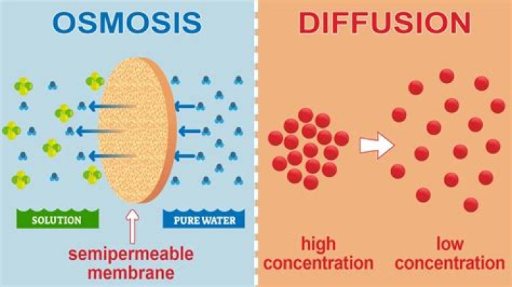 ¿Qué factores alteran el grado de osmosis y en qué dirección