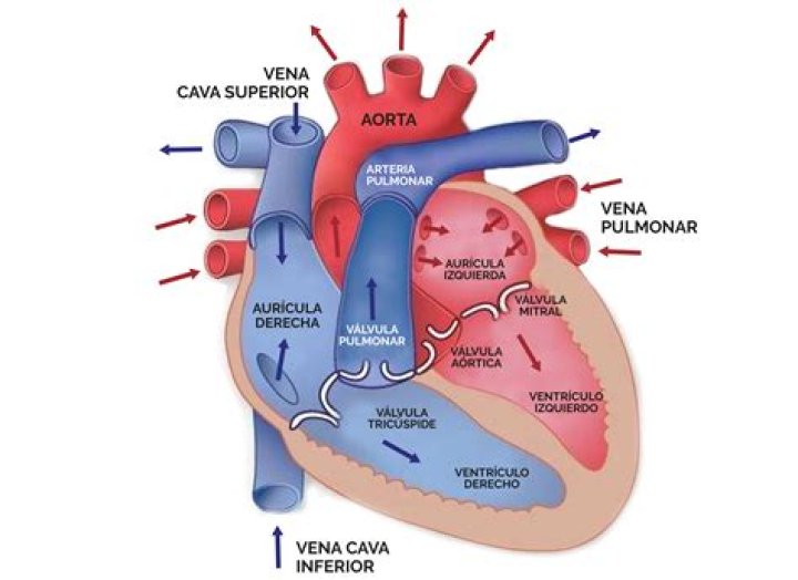 ¿Qué Organos salen del corazón y que Organos llegan al corazón