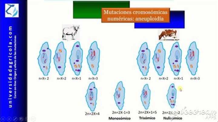 ¿Qué son las mutaciones aneuploides