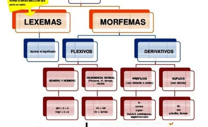 ¿Qué son los morfemas lexicales y gramaticales