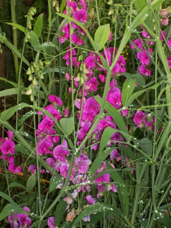 Should everlasting sweet peas be cut back