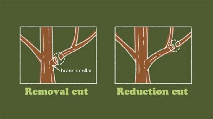 Should pruning cuts be sealed