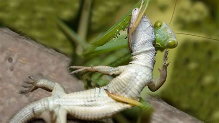 Should you kill praying mantis
