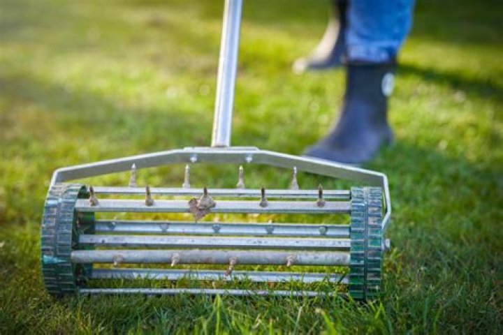 Should you pick up plugs after aerating