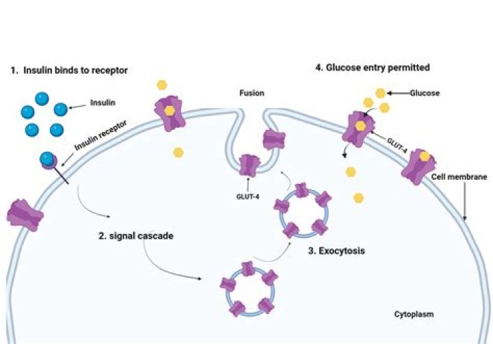 What activates glut4
