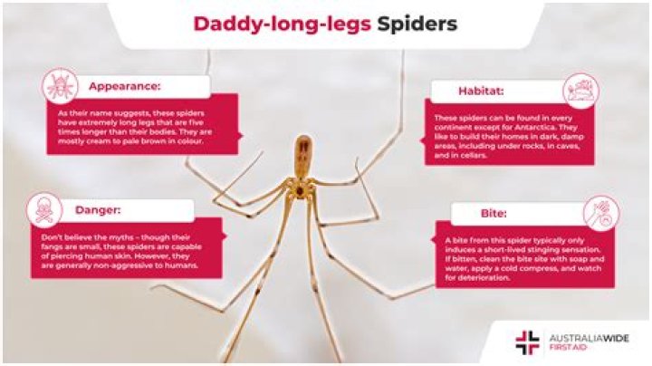 What animal eats Daddy Long Legs