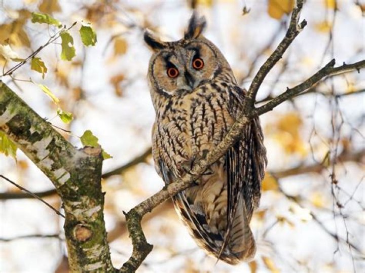 What animal eats the long eared owl