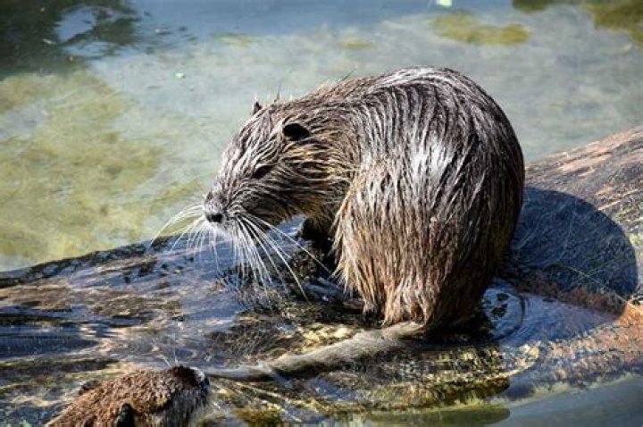 What animal looks like a beaver but has a furry tail